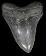 Nice Megalodon Tooth - South Carolina #35963-1